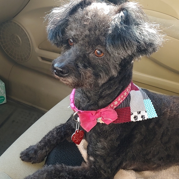 Meet your Posher, Tomy & kids - Picture 3 of 3